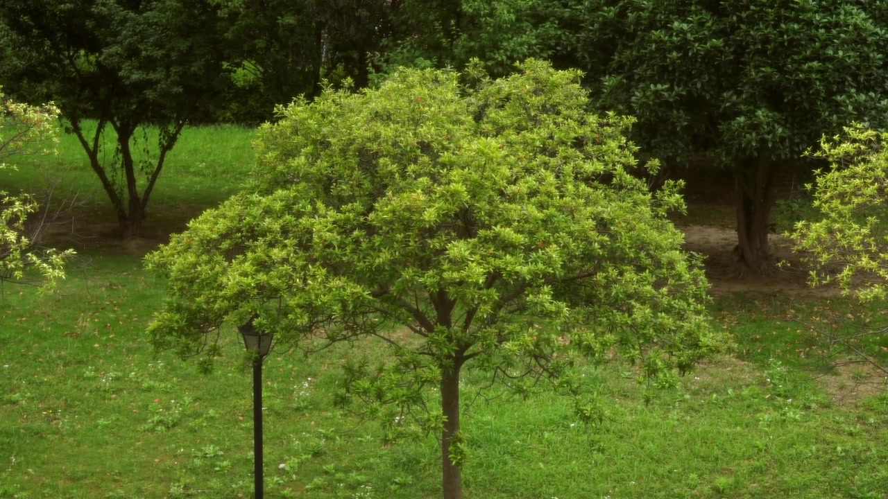 Vue paisible d'un arbre immobile par une journée nuageuse.