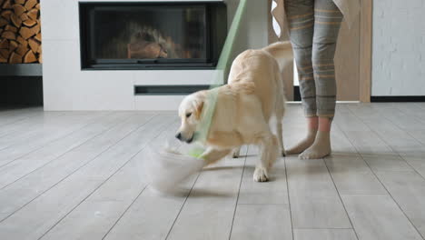 golden retriever jugando con el trapeador