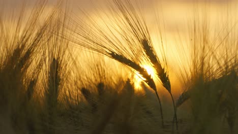 Close-up-of-a-wheat-field-at-sunset