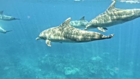 un grupo de delfines de nariz de botella atravesando elegantemente el océano cristalino - foto submarina