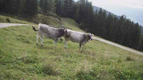 two gray tyrolian cows standing and looking around on a green alpine pasture gras field in nature with trees and mountains in the background