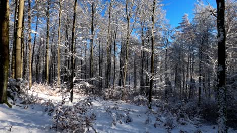 Panning-shot-of-a-snowy-forest-in-Poland,-sun-reflecting-from-snow-brightly