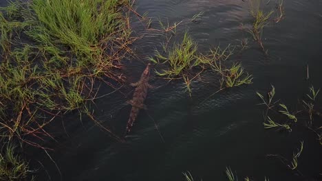 drone shot flying over a crocodile in africa