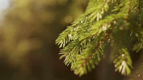 Norway-spruce,-European-spruce-in-warm-calm-sunset-light