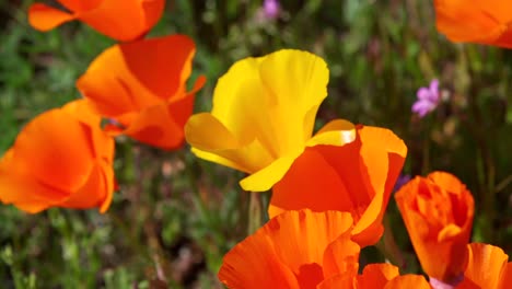 a golden poppy flower blowing in the wind next to regular orange poppy flowers