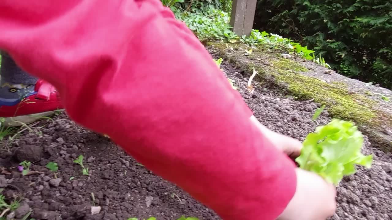 un niño pequeño con una camisa roja planta una planta de ensalada verde en el suelo en un jardín casero, aprendiendo a cultivar verduras