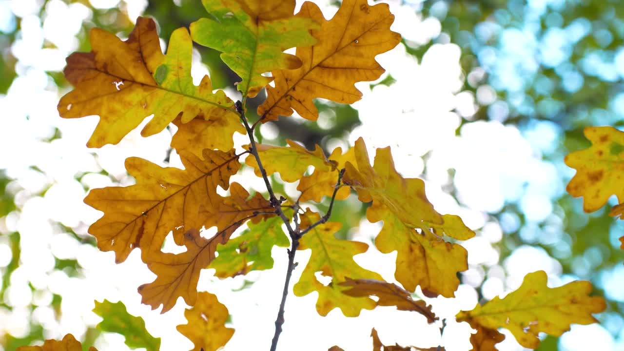 primer plano de hojas amarillas secas de otoño meciéndose en el viento, letonia