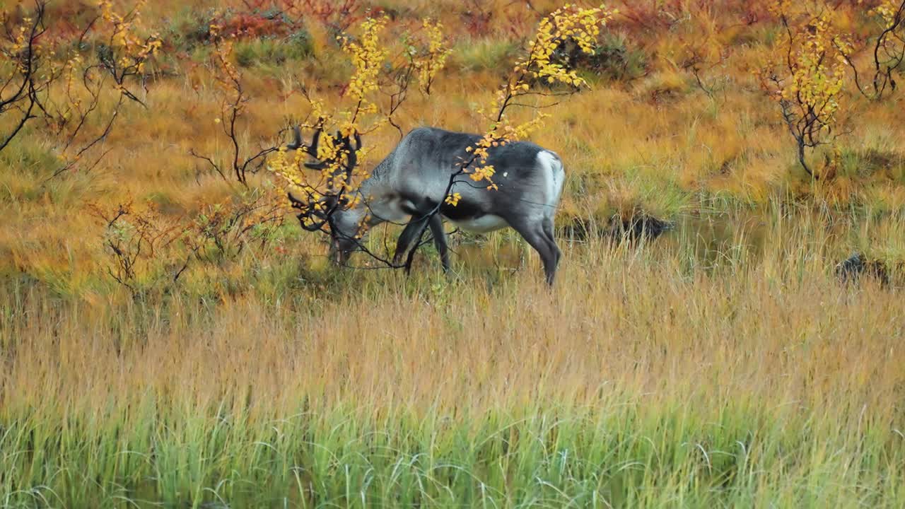 가을의  ⁇ 드라에서 외로운 사 ⁇ 이 먹이를 먹습니다.