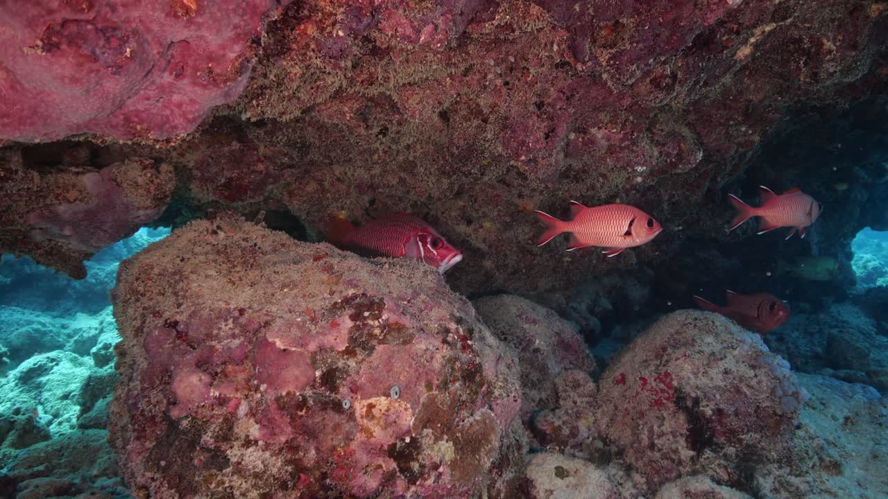 Un dentice coda nera di colore rosso brillante che non si mostra timido e impone la sua presenza sott'acqua.