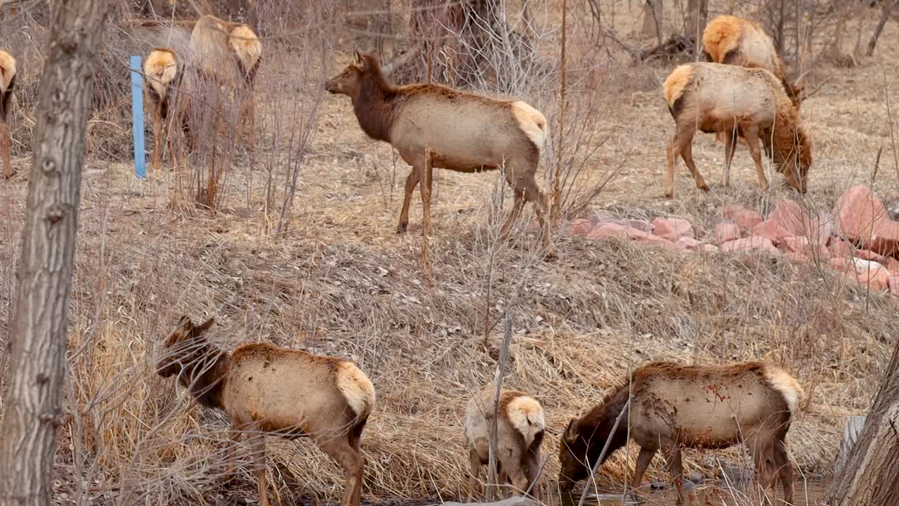 Tracking a young elk as it climbs to hide behind a tree matching the fall colors perfectly.
