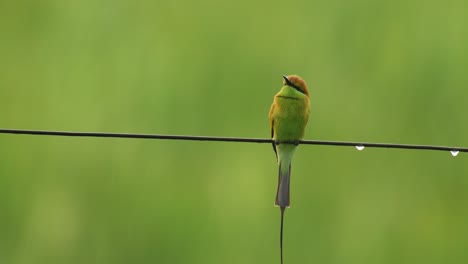 Kleiner-Grüner-Bienenfresser,-Der-Im-Regen-Hockt-Und-Davonfliegt