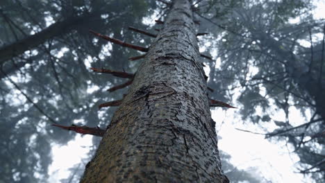 a tall tree trunk stretches into the misty forest canopy