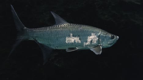 tarpon fish with scars swimming through clear water close to diver in slow motion