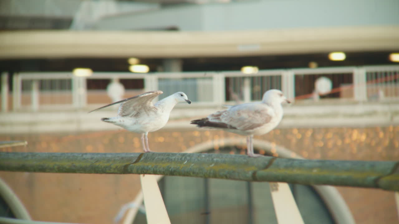 갈매기 한 마리가 날개를 펼치고 날아가요