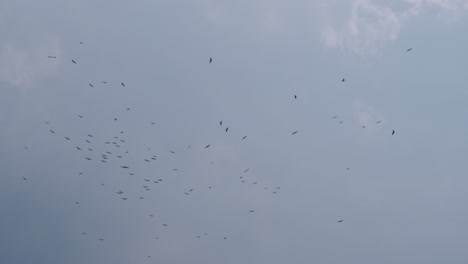 flock of birds flying and circling in the sky. cloudy autumn day, grey sky, outdoors. motion 4k footage