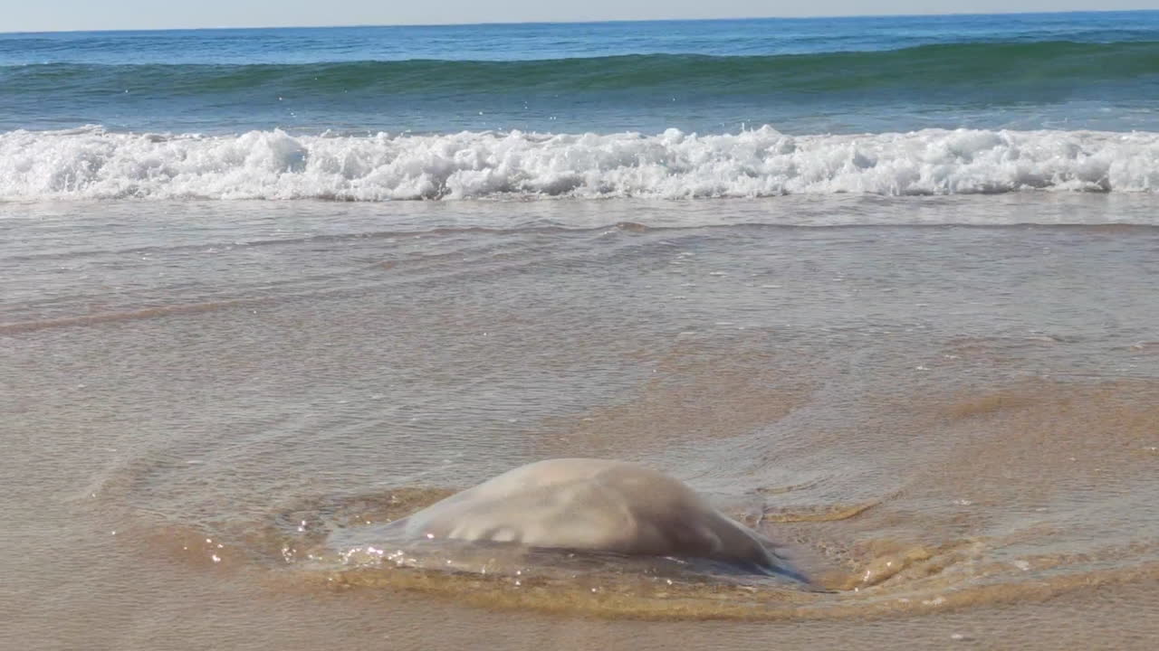 대서양의 모래에 있는 해파리에 튀는 해변 파도 - 가까이