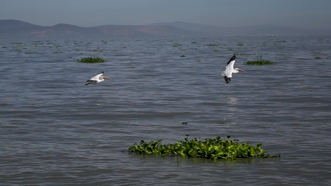Slow motion pelicans swimming and flying at Petatan, Mexico in the Chapala lake