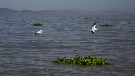 slow motion pelicans swimming and flying at petatan, mexico in the chapala lake