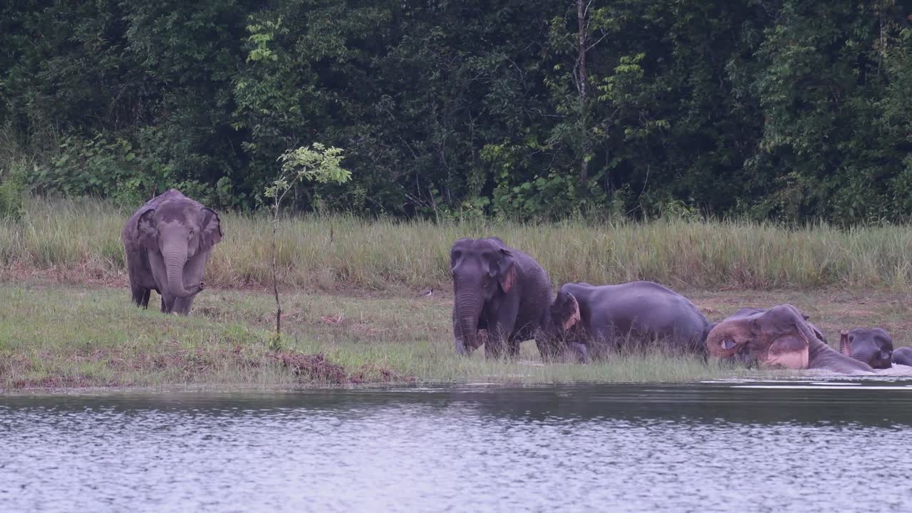 los elefantes asiáticos están en peligro y esta manada se divierte jugando y bañándose en un lago en el parque nacional khao yai