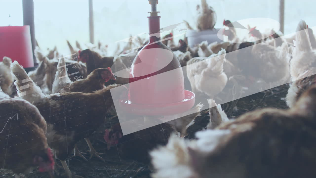 Red plastic poultry feeder hanging from ceiling attracting chickens pecking at tray in flat design