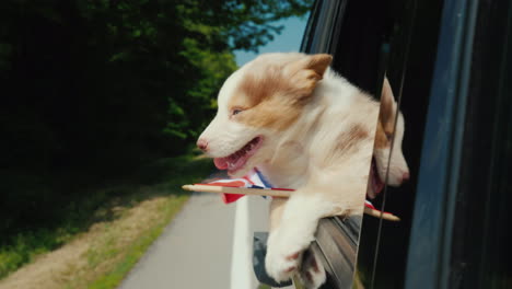 pet traveling in norway dog with norway flag peeks out of car window