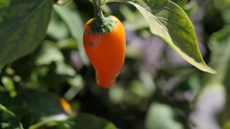 small red capsicum growing in a garden, close up