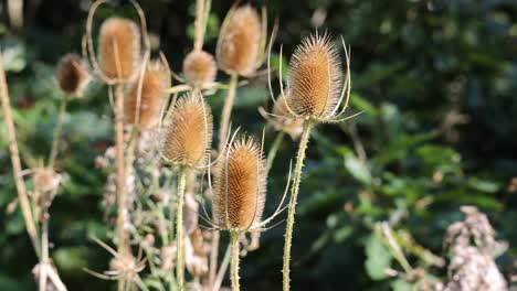 dipsacus fullonum, wild teasel plant in autumn