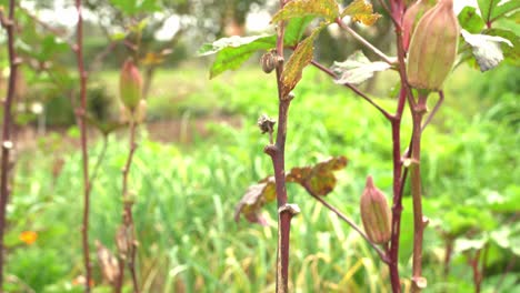 Schöne-Aufnahme-Einer-Getrockneten-Und-Gesunden-Okra-Gemüsepflanze,-Die-Eine-Vegane-Ernte-Zum-Kochen-Und-Für-Die-Gesundheit-Hervorbringt