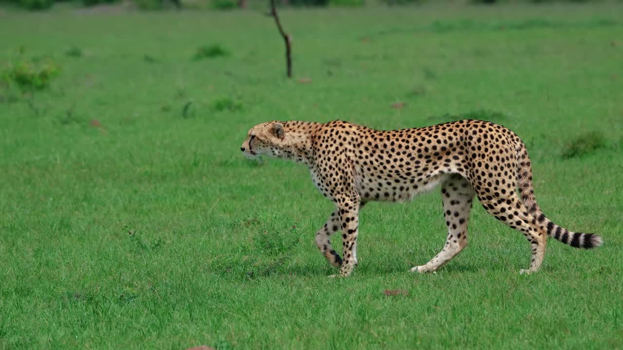un guepardo adulto caminando por las praderas en el parque nacional de maasai mara en kenia