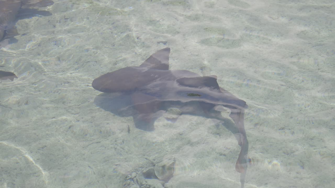 Top down underwater view of a shark swimming over shallow sandy ocean floor in clear tropical water