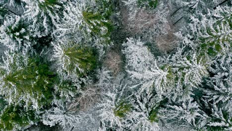 Slow flight over a snow covered beautiful forest of conifer trees filmed in 4K as top down shot