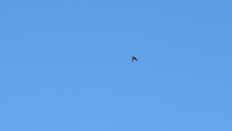 trush flying trough the frame in slow motion distant