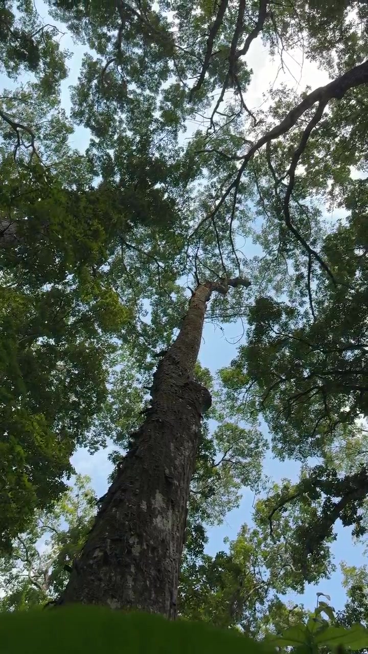 Low Angle View of Tall Tree Canopy in Forest
