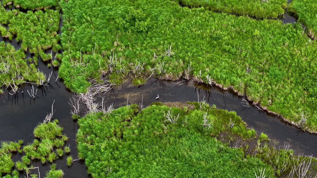 Aerial View of a Wetland with a Heron