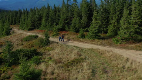 Aerial-couple-walking-forest-road-view-among-green-spruce-trees-spring-day