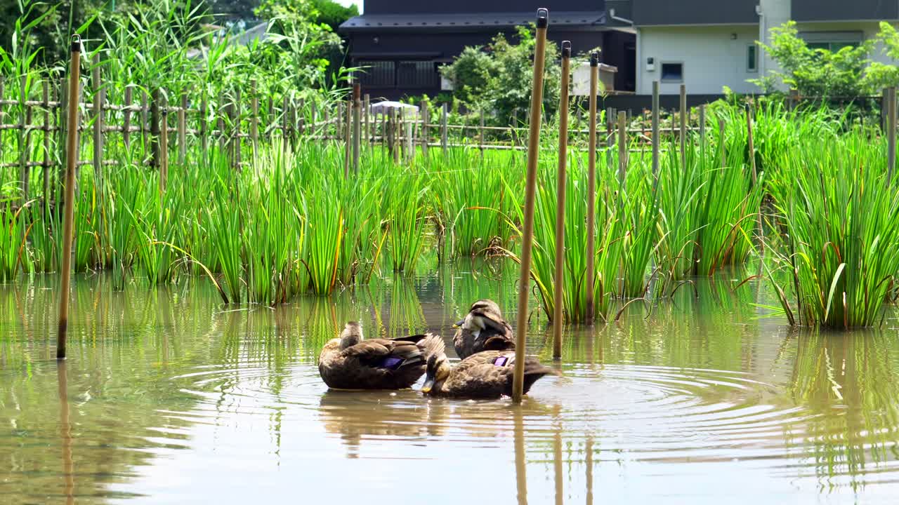 오리는 도쿄의 다양한 자연 공간, 물이 있는 공원이나 들판에서 흔히 볼 수 있습니다. 오리 무리가 항상 있습니다.