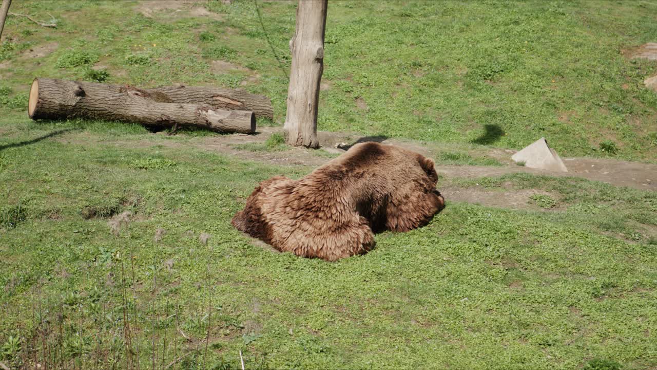Un oso pardo yace estirado en una zona de césped dentro de un recinto de zoológico. El animal descansa plácidamente cerca de troncos de madera y un tronco de árbol, rodeado de vegetación verde en un hábitat naturalista.
