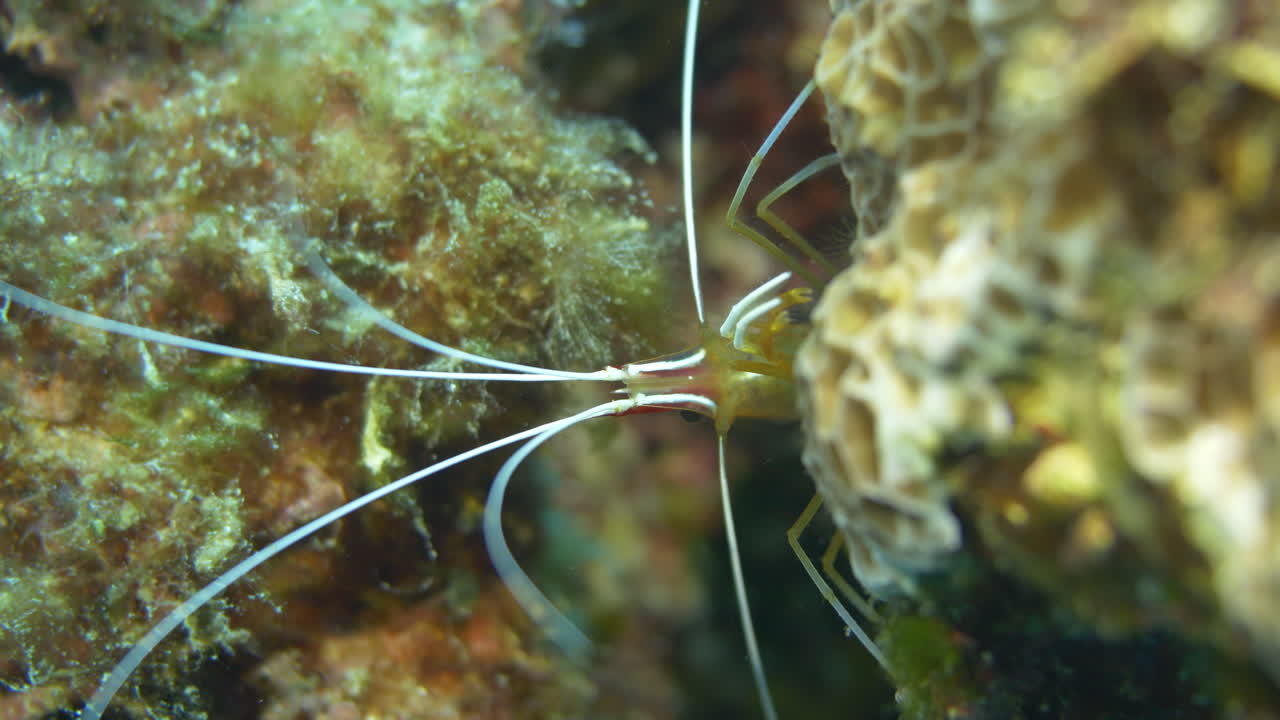 Scarlet shunk cleaner shrimp guarding it's territory fiercely