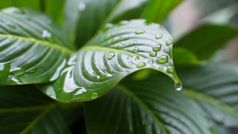 gotas de agua en una hoja verde