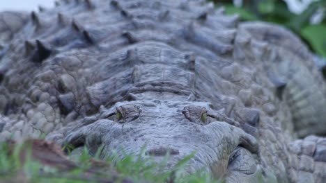 Hand-held-tilt-down-of-the-scaly-and-spiky-body-of-a-huge-crocodile-seen-from-the-front