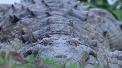mano sostenida inclinada hacia abajo del cuerpo escamoso y puntiagudo de un enorme cocodrilo visto desde el frente