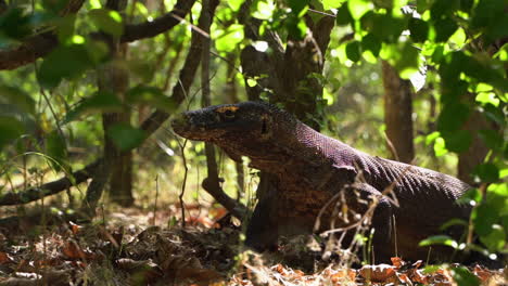 Close Up Of A Komodo Dragon Standing Still In The Wilderness In Flores, Indonesia.