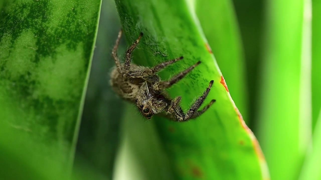 Detailed behavioral study of a Plexippus paykulli, documenting its signature leg and palpus signaling techniques in a natural habitat.