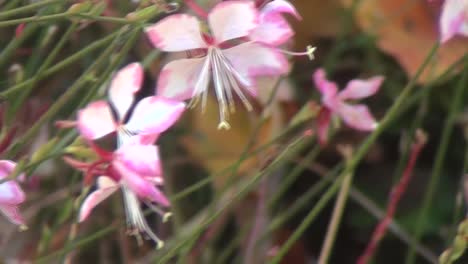 pink flowers with long stems in a close up