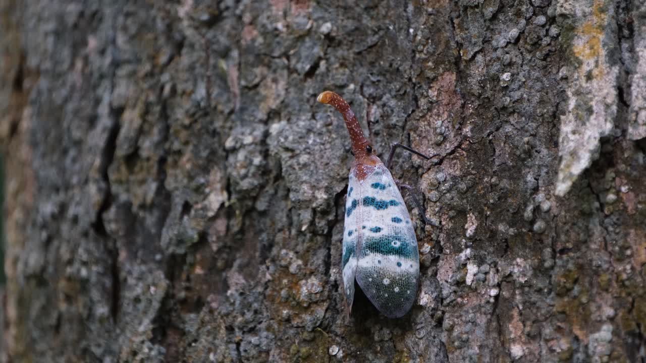 나무 껍질에 거의 위장되어 점핑 거미가 근처에서 뛰어내린 다음 착륙할 때 미묘한 움직임을 만들어 랜턴플라이, 파이롭스 두칼리스 선데이레인, 카오 야이 국립 공원, 태국