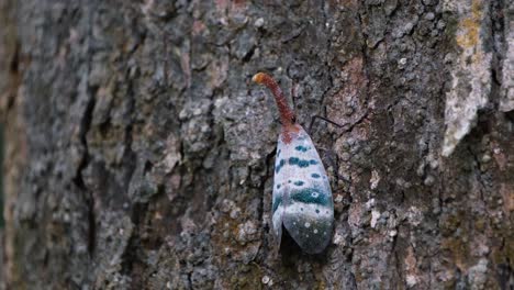 casi camuflado en la corteza de un árbol haciendo movimientos sutiles mientras una araña saltarina salta cerca y luego aterriza, mosca linterna, pyrops ducalis sundayrain, parque nacional khao yai, tailandia