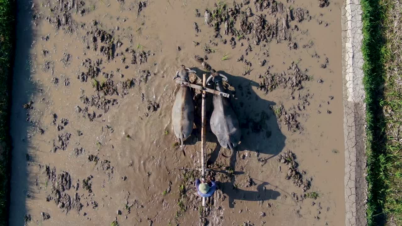 Top view of farmer plowing rice field using cows traditional agriculture on Java