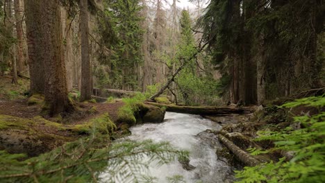 Mountain-River-in-the-wood.-Beautiful-wildlife-landscape.