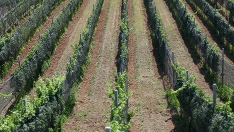 Close-up-drone-flyover-vineyard-filmed-in-4k