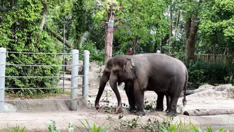 dos grandes elefantes asiáticos grises, elephas maximus de pie uno al lado del otro, balanceando su larga trompa y cola zoológico de safari de vida silvestre de singapur, reservas de vida silvestre de mandai